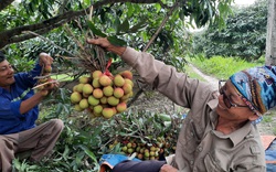 Quảng Ninh: Bội thu vải chín sớm, thương lái kéo về mua nườm nượp, nông dân thu tiền tỷ 