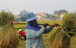 Quảng Bình: Nông dân vật vã gặt lúa dưới cái nắng  40 độ C 