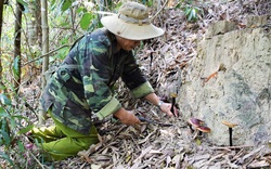 Theo chân những cao thủ xứ Quảng săn loại nấm quý giữa rừng Nam Giang