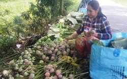 An Giang: Trồng sen Quan âm mang đến may mắn an lành, thương lái mua cả hoa, lá lẫn củ