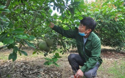 Yên Bái: Vườn trồng "lung tung đủ thứ", lão nông đổi đời, thu 300 triệu/năm