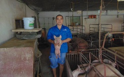 Chăn nuôi lợn, 1 nông dân Thái Nguyên thu tiền tỷ nhờ có bí quyết này