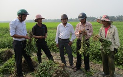 Quảng Nam: Chuyển đổi "ruộng nước trời" sang trồng rau, cây dược liệu, lợi nhuận tăng 20-30%