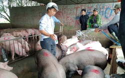 Tái đàn lợn thời dịch tả lợn châu Phi: “Cuộc chơi” không dành cho người liều