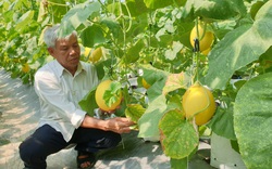 Thanh Hóa: U70 trồng dưa vàng công nghệ cao, ngay vụ đầu đã bỏ túi gần 50 triệu