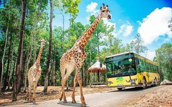 Vingroup đầu tư gần 2.000 tỷ đồng làm khu sinh thái Vinpearl Safari Hạ Long