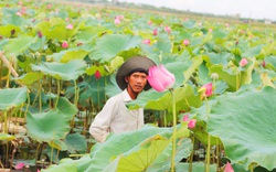 Quảng Bình: "Hái" mỗi năm nửa tỷ từ khu đầm lầy dân từng chê ỏng chê eo