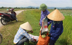 Hà Tĩnh: Cả làng trồng sen, chỉ bán hạt cũng lãi gấp đôi so với cấy lúa