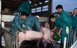 Giá heo hơi hôm nay 12/6: Doanh nghiệp đăng ký nhập hàng nghìn con lợn từ Thái Lan, giá heo hơi ra sao?