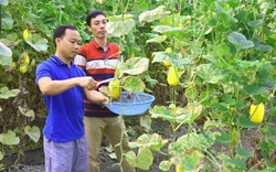 Yên Bái: Thạc sỹ trồng dưa lê mới lạ, bán đắt hàng, ai ăn cũng gật gù khen ngon