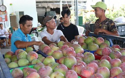 Khánh Hòa: Trung Quốc giảm mua, xoài Úc gặp khó