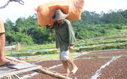 Lạng Sơn tập trung phát triển 4 sản phẩm nông nghiệp chủ lực