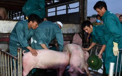 Hôm nay 12/6 chính thức được nhập thịt lợn sống từ Thái Lan, giá chắc chắn rẻ hơn trong nước
