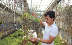 Thầy giáo đẹp trai ở Gia Lai và bí quyết độc đáo để trồng vườn lan rừng 10.000 giò