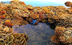 Quảng Ngãi: Rạn san hô khổng lồ bất ngờ hiện ra, đẹp ngỡ như mơ chứ không phải thực