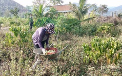 Đắk Lắk: Thỏa thuận miệng với doanh nghiệp, dân trồng cây nhàu khốn khổ