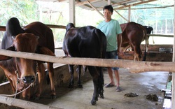 TP Hồ Chí Minh: Nông dân làm giàu nhờ tham gia chi, tổ hội nghề nghiệp