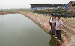 Nuôi cá chép lai VietGAP, nông dân Bắc Giang vươn lên khá, giàu