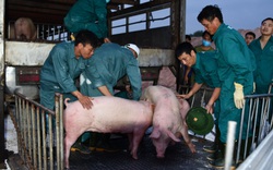 Giảm giá thịt lợn, không chỉ dựa vào nhập khẩu, ưu tiên tái đàn an toàn