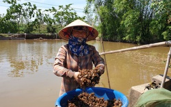 Ninh Bình: Chị em dùng “tuyệt chiêu” thả thính tóm con "tham ăn nhát chết" mà kiếm bộn tiền