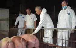 Lô lợn sống đầu tiên nhập khẩu từ Thái Lan đã về đến Đồng Nai
