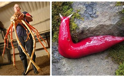 10 con vật kỳ dị nhưng có thật: Ốc sên màu hồng, cua chân dài cả mét như "quái vật"