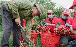 30 tấn vải thiều Bắc Giang sắp lên tàu sang Mỹ, giá vải chính vụ lên 50.000 đồng/kg