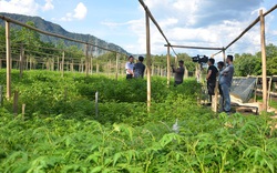 Quảng Nam: Đề xuất cơ chế hỗ trợ trồng cây lấy gỗ làm nhà