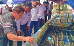 Hậu Giang: Làm 5 bể nuôi lươn không bùn, lươn bò dày đặc, bắt lên bán 210 ngàn/ký