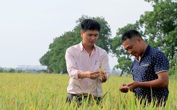 Chàng trai Hà Nội trở thành ông chủ hàng trăm hecta lúa