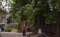 Quảng Bình: Làng kỳ lạ có cả trăm cây thị cổ, hái trái xanh nấu với nhái bà mà ra đặc sản
