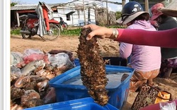 Bình Thuận: Ngắm những loài hải sâm đắt giá của xứ đảo Phú Quý