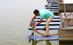 Một nông dân Hà Nam thu lợi 1 tỷ đồng/năm nhờ áp dụng công nghệ "sông trong ao"