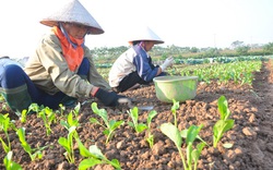 Hà Nội lần đầu tiên tổ chức "ngày hội" ra mắt cho hàng trăm sản phẩm OCOP tiêu biểu