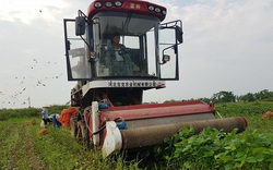 Thuê hàng nghìn hecta trồng đậu tương rau xuất khẩu