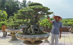 Chiêm ngưỡng sanh cổ dáng phượng giá chục tỷ của ông vua cây cảnh Việt Nam