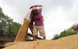 Giá gạo Việt Nam giao dịch ở mức thấp nhất trong hai tháng