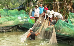 Tây Ninh: Giá cá lóc đen bật tăng, dân nuôi cá thở phào chuyển từ lỗ thành lãi