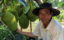 Gia Lai: Trồng mít Thái mới hơn 1 năm mà cây đã đeo đầy trái, ai ngắm cũng thích thú, trầm trồ