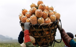 Thu “trái vàng” to, đẹp mã, thơm nức giá 5.000 -5.500 đồng/kg, nông dân xứ Thanh phấn khởi ra mặt