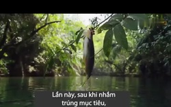 Bí ẩn Amazon: Tranh thủ kẻ thù không ngồi trên cây, loài cá lạ phi lên "hái trộm" quả