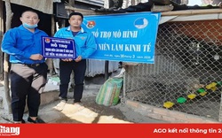 Thụ tinh nhân tạo cho gà đông tảo