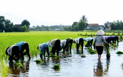 Kể chuyện làng: Những mùa cấy của mẹ năm xưa