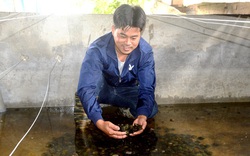 Tuyên Quang: Chàng "soái ca" nhà người ta bỏ về quê nuôi ốc nhồi mà lời 1,7 tỷ mỗi năm
