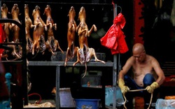 Lễ hội thịt chó ở Trung Quốc vẫn mở cửa bất chấp Covid-19