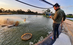 Quảng Ninh: Nông dân làm giàu nhờ nuôi 2 thứ con đều ham nghịch nước mặn, bơi lặn giỏi