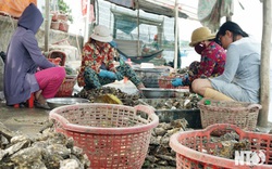 Ninh Thuận: Đầm Nại treo đầy hàu, đến người đi xâu vỏ cũng kiếm ra tiền