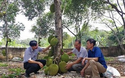 Hải Phòng: Trồng mít dai, cả làng được mùa, hái trái nào lái khuân đi trái đó