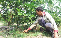 Nông dân miền Tây chăm vườn cây ăn trái sau hạn mặn