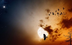 Bí ẩn ngôi làng “tử khí”, hàng trăm con chim bay đến tìm cái chết